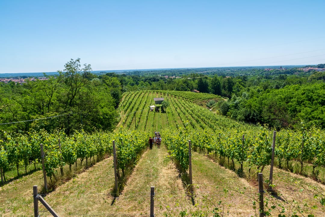 Vigne Poderi Garona