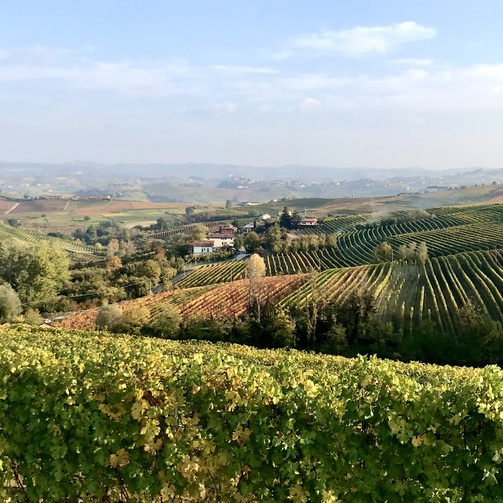 Visita in cantina nelle Langhe a La Morra