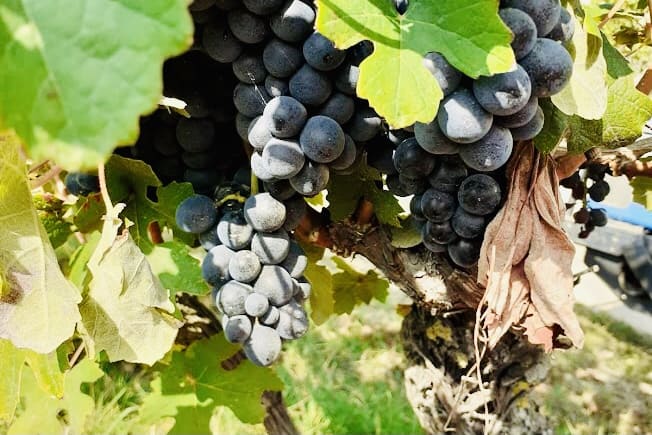 Visite in cantina nelle Langhe, in Piemonte.